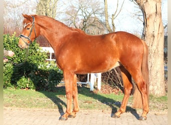 Koń hanowerski, Wałach, 4 lat, 166 cm, Kasztanowata