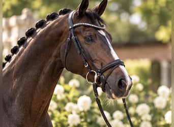 Koń hanowerski, Wałach, 4 lat, 167 cm, Ciemnogniada