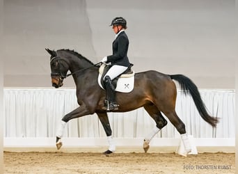 Koń hanowerski, Wałach, 4 lat, 167 cm, Ciemnogniada