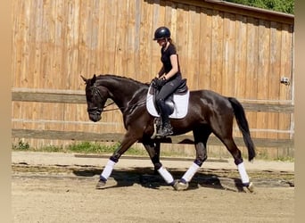 Koń hanowerski, Wałach, 4 lat, 167 cm, Kara