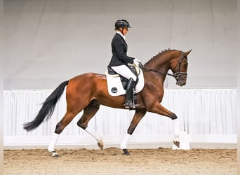 Koń hanowerski, Wałach, 4 lat, 168 cm, Ciemnogniada
