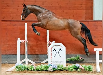 Koń hanowerski, Wałach, 4 lat, 168 cm, Gniada