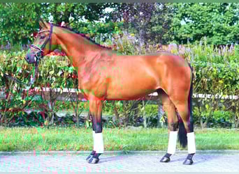 Koń hanowerski, Wałach, 4 lat, 168 cm, Gniada