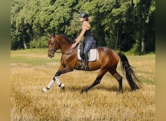 Koń hanowerski, Wałach, 4 lat, 168 cm, Gniada