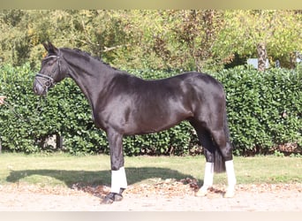 Koń hanowerski, Wałach, 4 lat, 168 cm, Kara