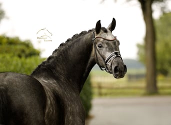 Koń hanowerski, Wałach, 4 lat, 168 cm, Karosiwa