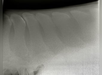 Koń hanowerski, Wałach, 4 lat, 168 cm, Kasztanowata