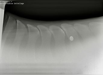 Koń hanowerski, Wałach, 4 lat, 168 cm, Kasztanowata