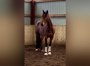 Koń hanowerski, Wałach, 4 lat, 170 cm, Ciemnogniada