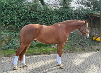 Koń hanowerski, Wałach, 4 lat, 170 cm, Ciemnokasztanowata