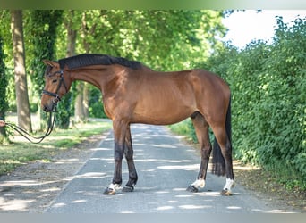 Koń hanowerski, Wałach, 4 lat, 170 cm, Gniada