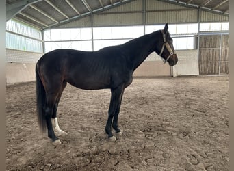 Koń hanowerski, Wałach, 4 lat, 170 cm, Gniada