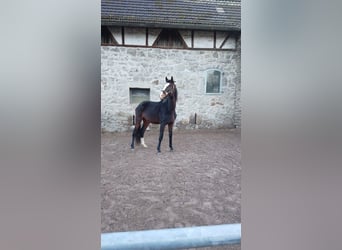 Koń hanowerski, Wałach, 4 lat, 170 cm, Gniada