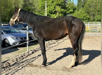 Koń hanowerski, Wałach, 4 lat, 170 cm, Gniada