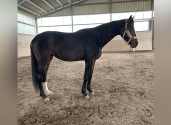 Koń hanowerski, Wałach, 4 lat, 170 cm, Gniada