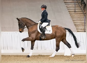 Koń hanowerski, Wałach, 4 lat, 170 cm, Gniada