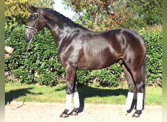 Koń hanowerski, Wałach, 4 lat, 170 cm, Kara