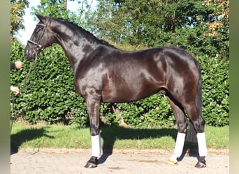 Koń hanowerski, Wałach, 4 lat, 170 cm, Kara