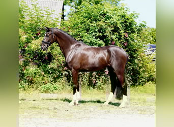 Koń hanowerski, Wałach, 4 lat, 170 cm, Kara