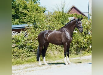 Koń hanowerski, Wałach, 4 lat, 170 cm, Kara
