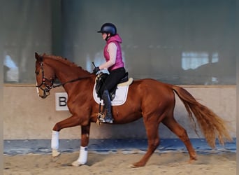 Koń hanowerski, Wałach, 4 lat, 170 cm, Kasztanowata