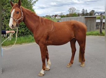 Koń hanowerski, Wałach, 4 lat, 170 cm, Kasztanowata