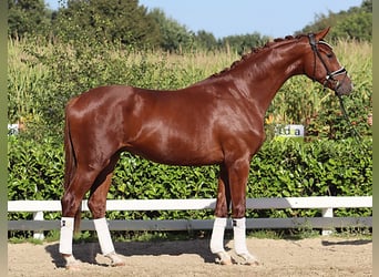 Koń hanowerski, Wałach, 4 lat, 170 cm, Kasztanowata