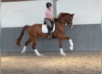 Koń hanowerski, Wałach, 4 lat, 170 cm, Kasztanowata