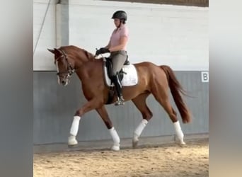 Koń hanowerski, Wałach, 4 lat, 170 cm, Kasztanowata