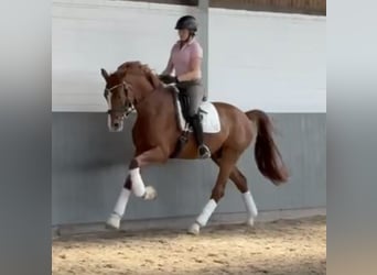 Koń hanowerski, Wałach, 4 lat, 170 cm, Kasztanowata