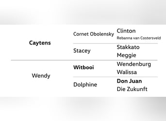 Koń hanowerski, Wałach, 4 lat, 170 cm, Siwa