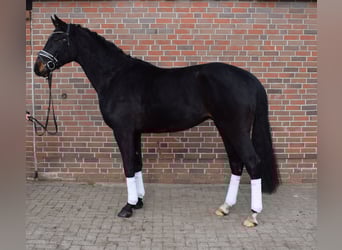 Koń hanowerski, Wałach, 4 lat, 170 cm, Skarogniada