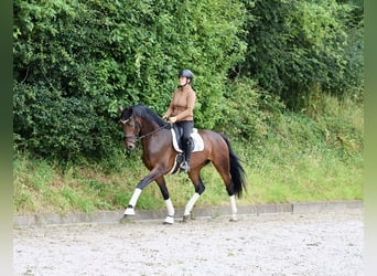 Koń hanowerski, Wałach, 4 lat, 172 cm, Gniada