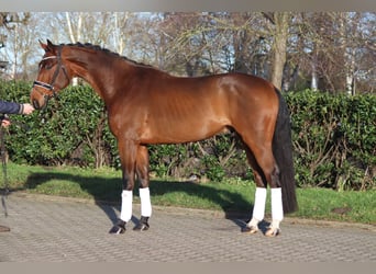 Koń hanowerski, Wałach, 4 lat, 172 cm, Gniada