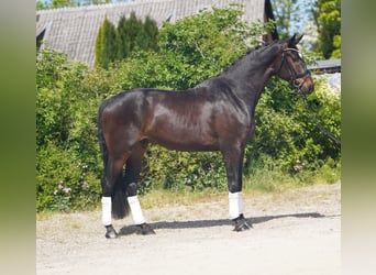 Koń hanowerski, Wałach, 4 lat, 173 cm, Ciemnogniada