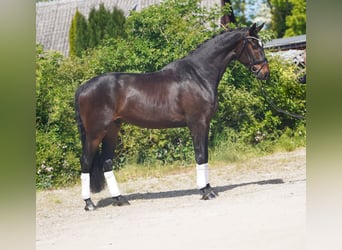 Koń hanowerski, Wałach, 4 lat, 173 cm, Ciemnogniada