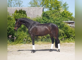 Koń hanowerski, Wałach, 4 lat, 173 cm, Ciemnogniada