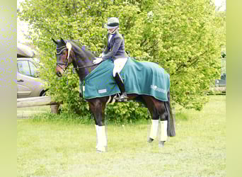 Koń hanowerski, Wałach, 4 lat, 173 cm, Ciemnogniada
