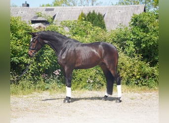 Koń hanowerski, Wałach, 4 lat, 173 cm, Ciemnogniada