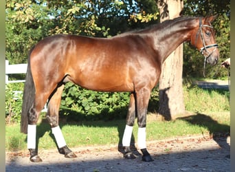 Koń hanowerski, Wałach, 4 lat, 175 cm, Gniada