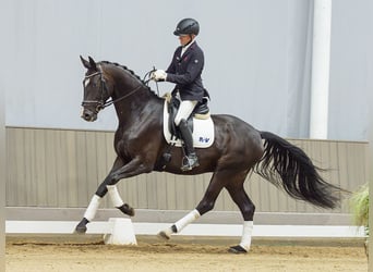 Koń hanowerski, Wałach, 4 lat, 175 cm, Kara
