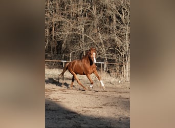 Koń hanowerski, Wałach, 4 lat, 180 cm, Kasztanowata