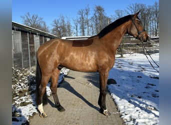Koń hanowerski, Wałach, 4 lat, 183 cm, Gniada