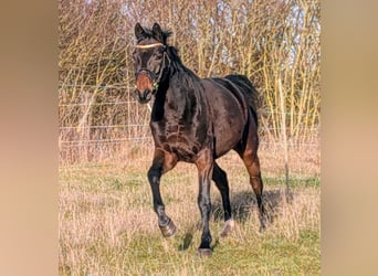 Koń hanowerski, Wałach, 5 lat, 162 cm, Ciemnogniada