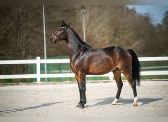 Koń hanowerski, Wałach, 5 lat, 162 cm, Gniada