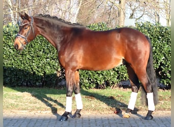 Koń hanowerski, Wałach, 5 lat, 162 cm, Gniada