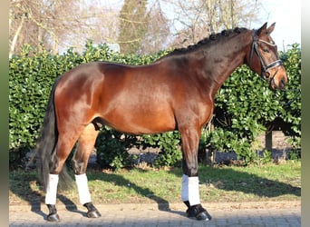 Koń hanowerski, Wałach, 5 lat, 162 cm, Gniada