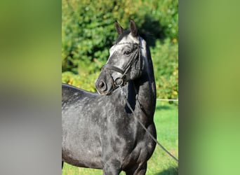 Koń hanowerski, Wałach, 5 lat, 163 cm, Siwa