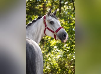 Koń hanowerski, Wałach, 5 lat, 164 cm, Karosiwa