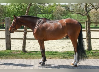 Koń hanowerski, Wałach, 5 lat, 165 cm, Gniada